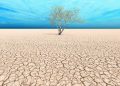 Concept or conceptual desert landscape with a parched tree as a metaphor for global warming and climate change. A warning for the need to protect our environment and future 3d illustration