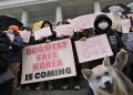 Animal rights activists attend a protest rally supporting the government-led dog meat banning bill  at the National Assembly in Seoul, South Korea, Tuesday, Jan. 9, 2024. South Korea's parliament on Tuesday passed a landmark ban on production and sales of dog meat, as public calls for a prohibition have grown sharply over concerns about animal rights and the country's international image. (AP Photo/Ahn Young-joon)