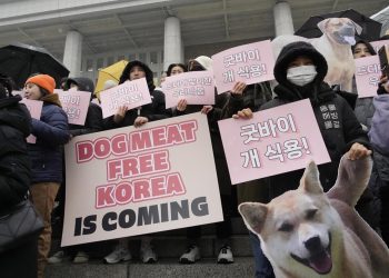 Animal rights activists attend a protest rally supporting the government-led dog meat banning bill  at the National Assembly in Seoul, South Korea, Tuesday, Jan. 9, 2024. South Korea's parliament on Tuesday passed a landmark ban on production and sales of dog meat, as public calls for a prohibition have grown sharply over concerns about animal rights and the country's international image. (AP Photo/Ahn Young-joon)
